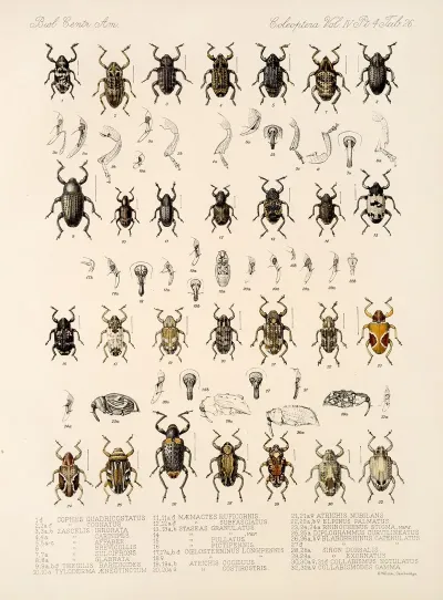 Insecta Coleoptera Pl 165