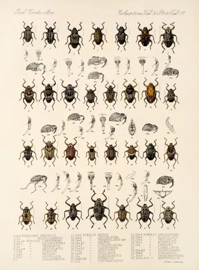 Insecta Coleoptera Pl 166