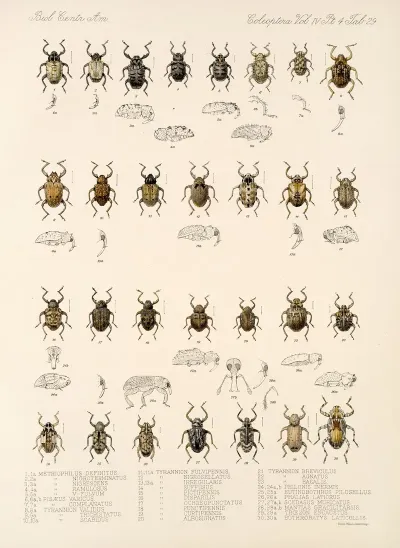 Insecta Coleoptera Pl 168