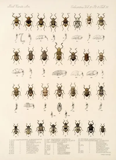 Insecta Coleoptera Pl 169