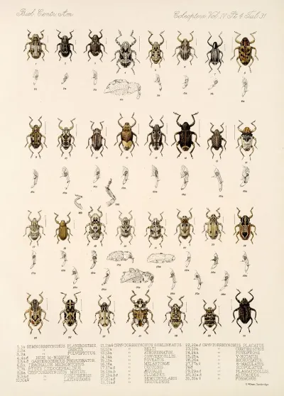 Insecta Coleoptera Pl 170
