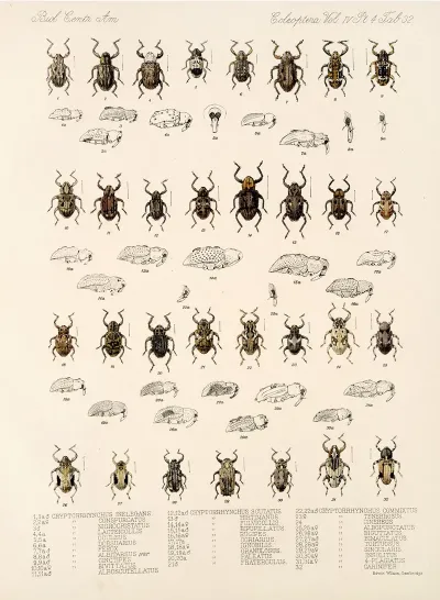 Insecta Coleoptera Pl 171