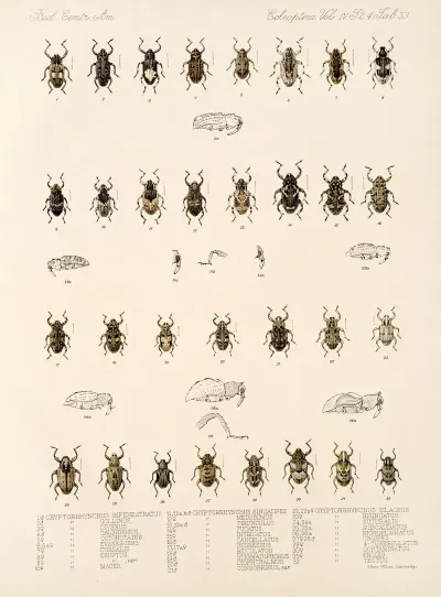 Insecta Coleoptera Pl 172