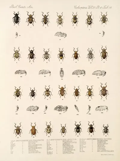 Insecta Coleoptera Pl 173