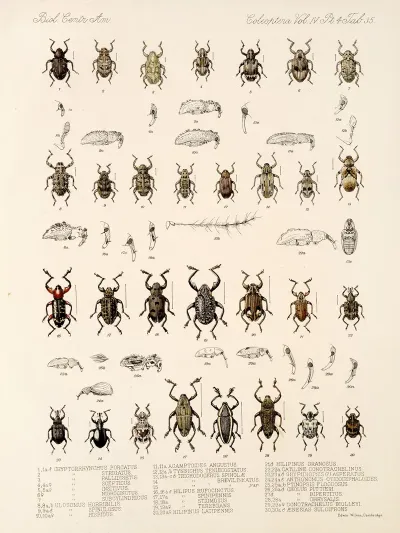 Insecta Coleoptera Pl 174
