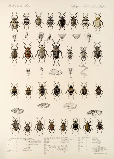 Insecta Coleoptera Pl 175