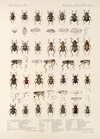 Insecta Coleoptera Pl 176