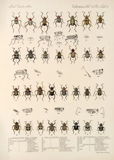 Insecta Coleoptera Pl 178