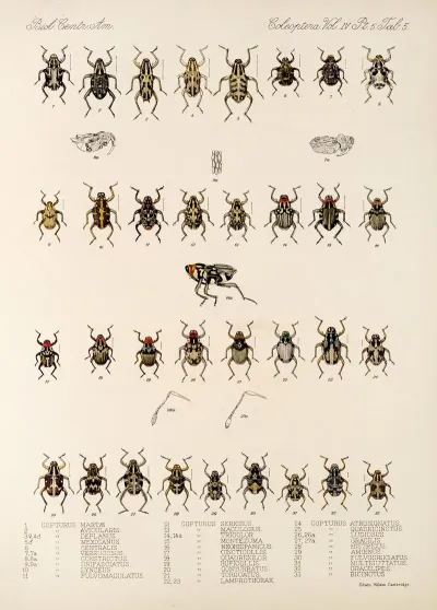 Insecta Coleoptera Pl 179