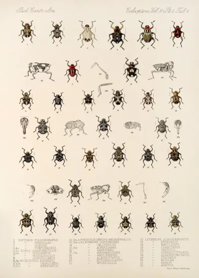Insecta Coleoptera Pl 180
