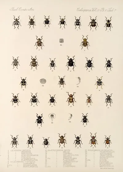 Insecta Coleoptera Pl 181