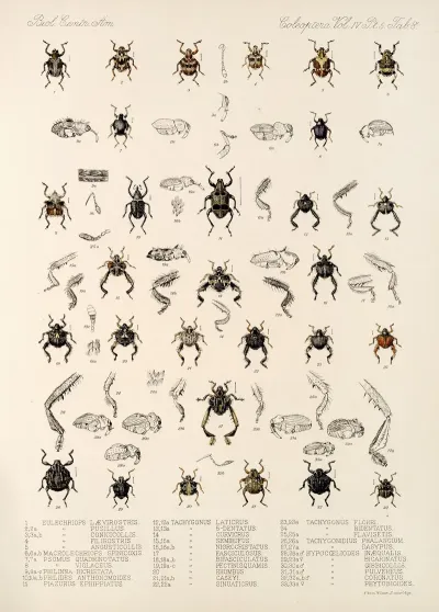 Insecta Coleoptera Pl 182