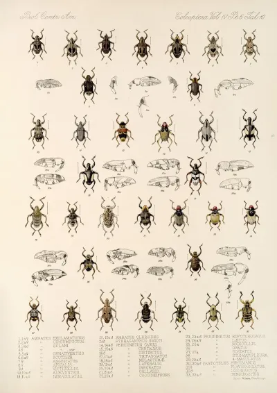 Insecta Coleoptera Pl 184
