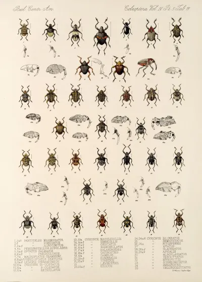 Insecta Coleoptera Pl 185
