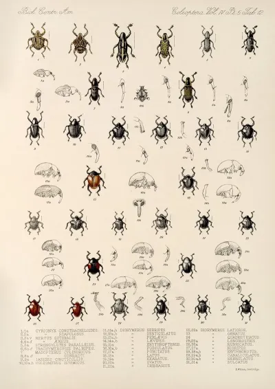 Insecta Coleoptera Pl 186