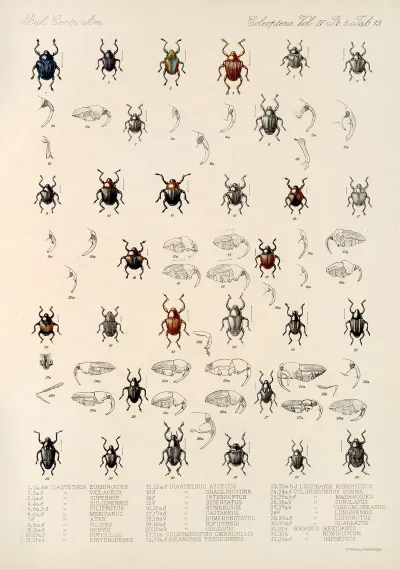 Insecta Coleoptera Pl 187
