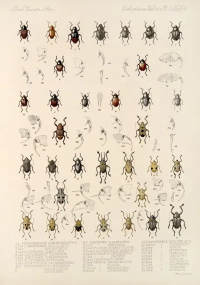 Insecta Coleoptera Pl 188