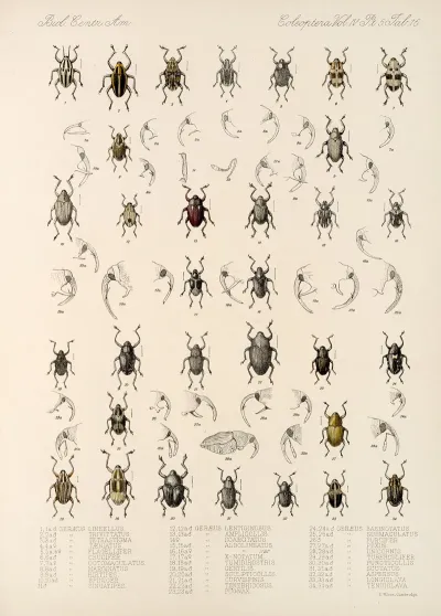 Insecta Coleoptera Pl 189