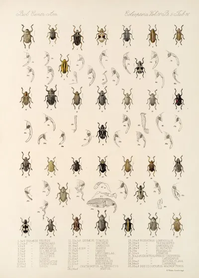 Insecta Coleoptera Pl 190