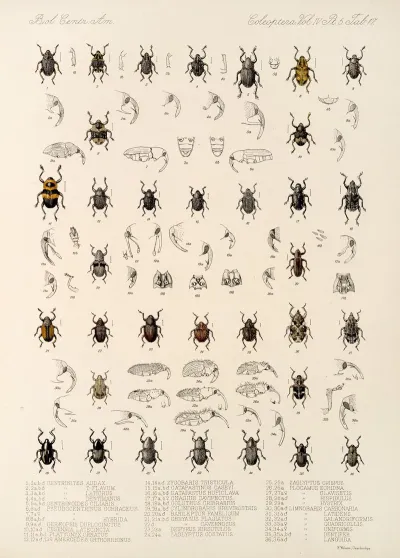 Insecta Coleoptera Pl 191