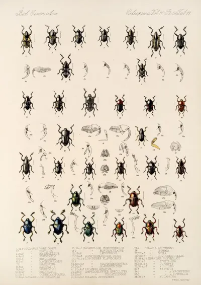 Insecta Coleoptera Pl 193
