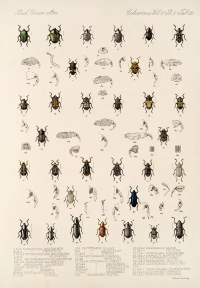 Insecta Coleoptera Pl 194