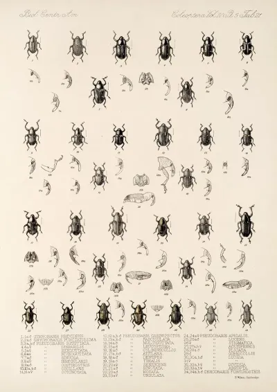 Insecta Coleoptera Pl 195