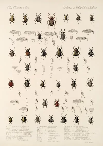 Insecta Coleoptera Pl 196