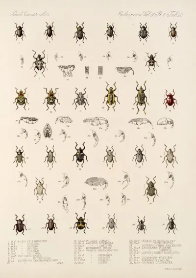 Insecta Coleoptera Pl 197