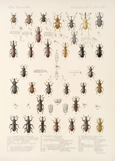 Insecta Coleoptera Pl 198