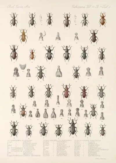 Insecta Coleoptera Pl 199