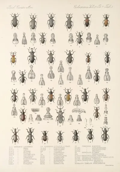 Insecta Coleoptera Pl 200
