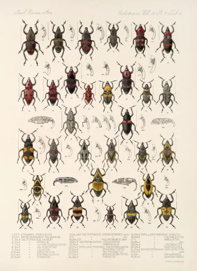 Insecta Coleoptera Pl 201