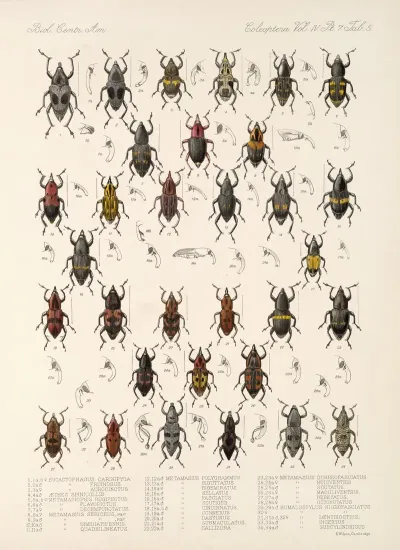 Insecta Coleoptera Pl 202