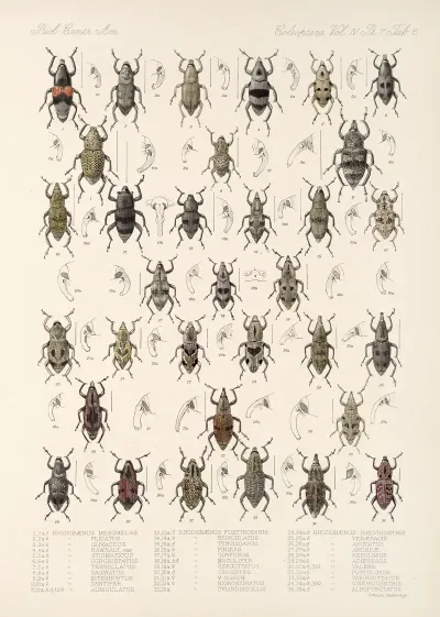 Insecta Coleoptera Pl 203