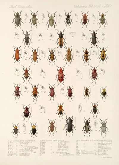 Insecta Coleoptera Pl 204