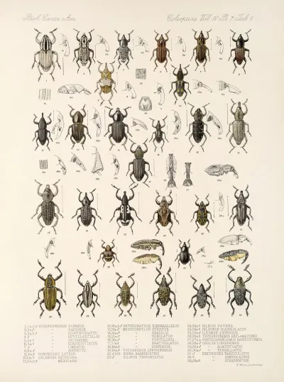 Insecta Coleoptera Pl 205