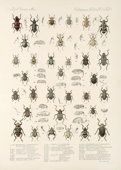 Insecta Coleoptera Pl 206