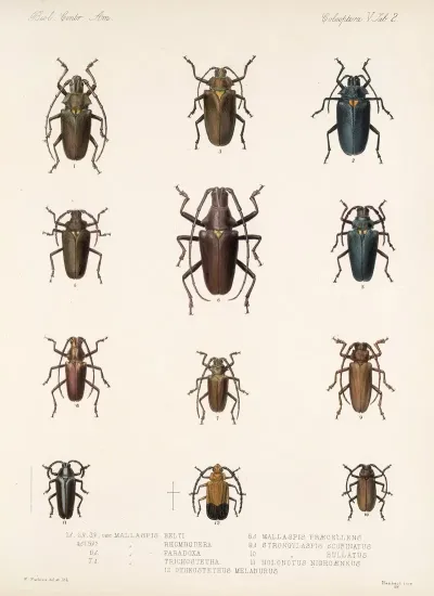 Insecta Coleoptera Pl 208