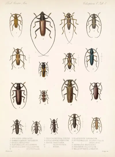 Insecta Coleoptera Pl 209