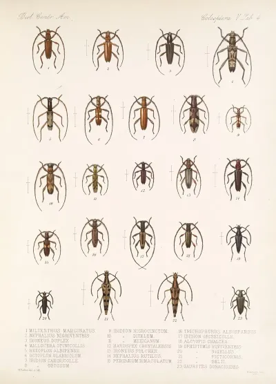 Insecta Coleoptera Pl 210