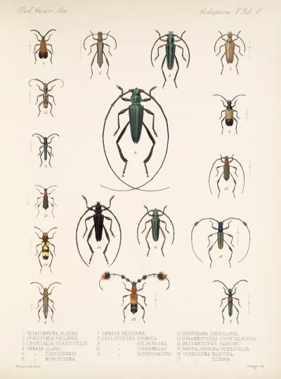 Insecta Coleoptera Pl 211