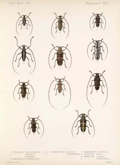 Insecta Coleoptera Pl 213