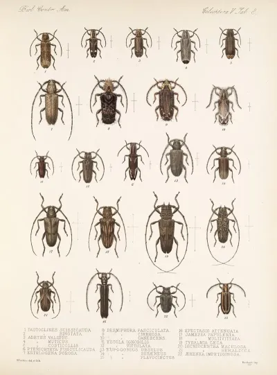 Insecta Coleoptera Pl 214