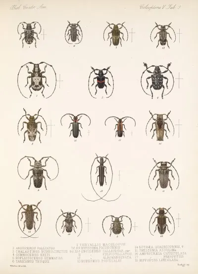 Insecta Coleoptera Pl 215