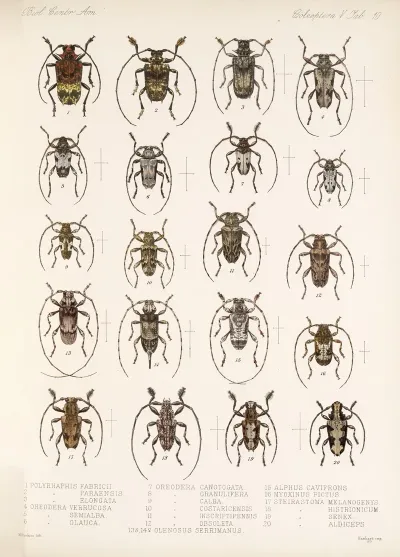Insecta Coleoptera Pl 216