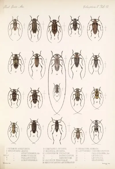 Insecta Coleoptera Pl 218