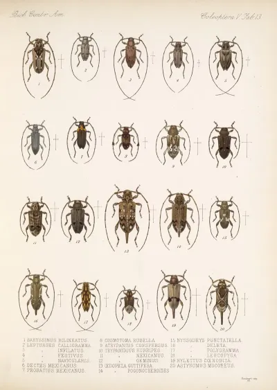 Insecta Coleoptera Pl 219