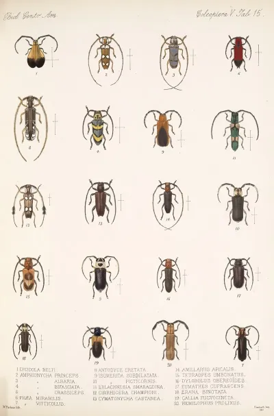 Insecta Coleoptera Pl 221