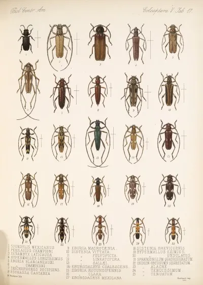 Insecta Coleoptera Pl 223